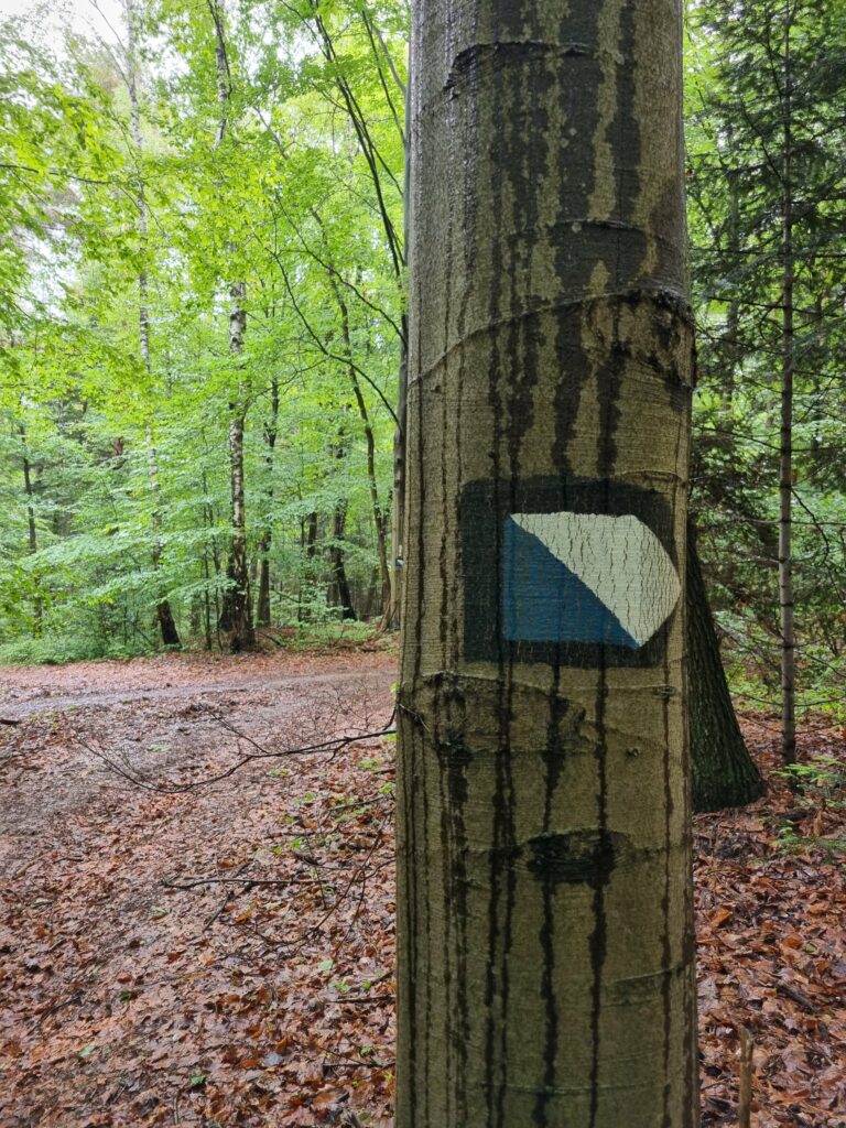 Biało-niebieski znak szlaku turystycznego namalowany na pniu drzewa