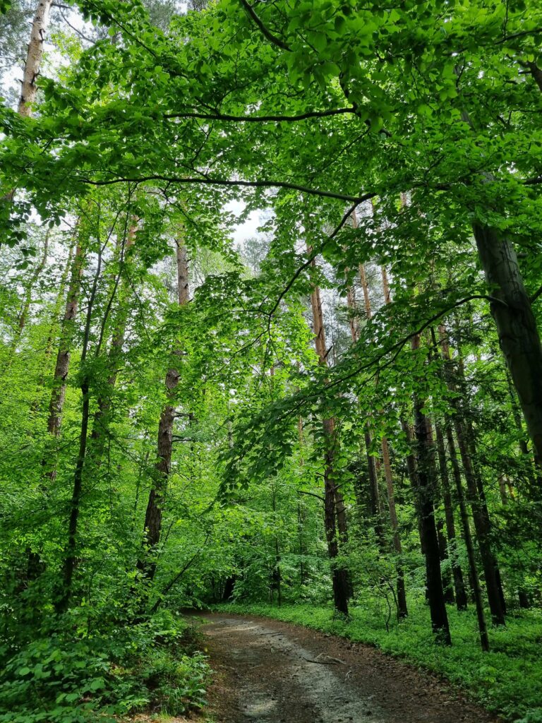 Leśna, nieutwardzona ścieżka prowadząca przez gęsty, zielony las. Wysokie drzewa tworzą naturalny tunel z liści.