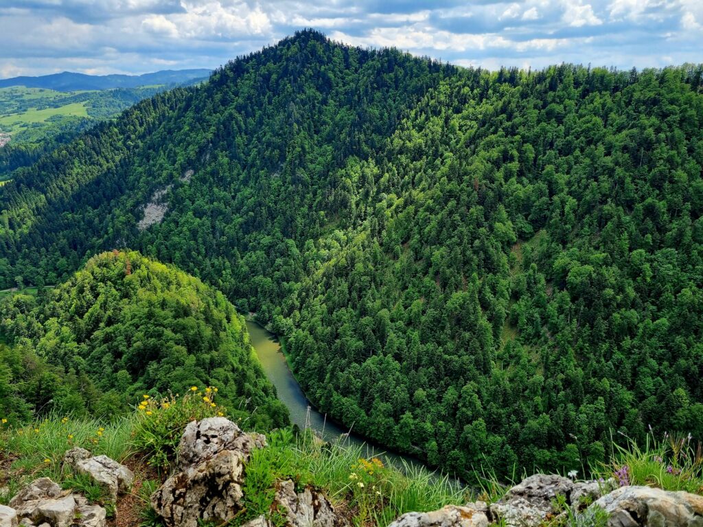Dolina rzeki Dunajec otoczona zielonymi wzgórzami Pienin