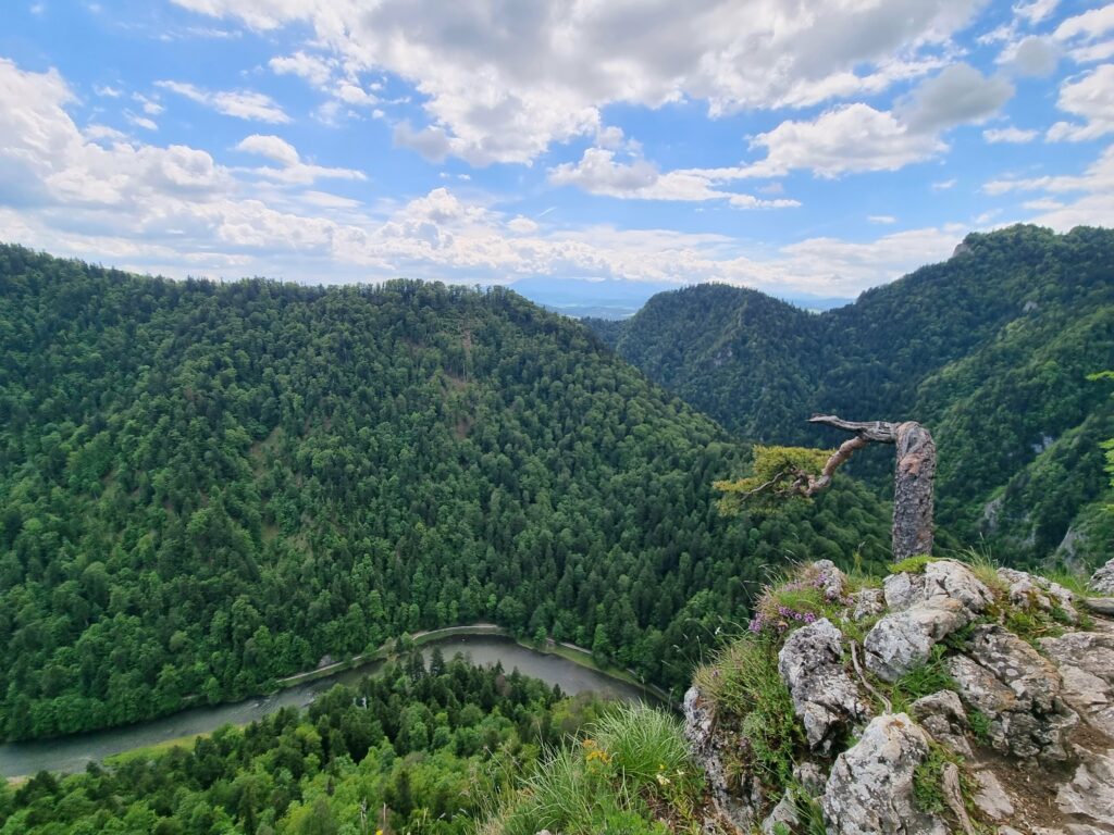 Panorama gór i rzeki z samotną sosną na skale w Pieninach