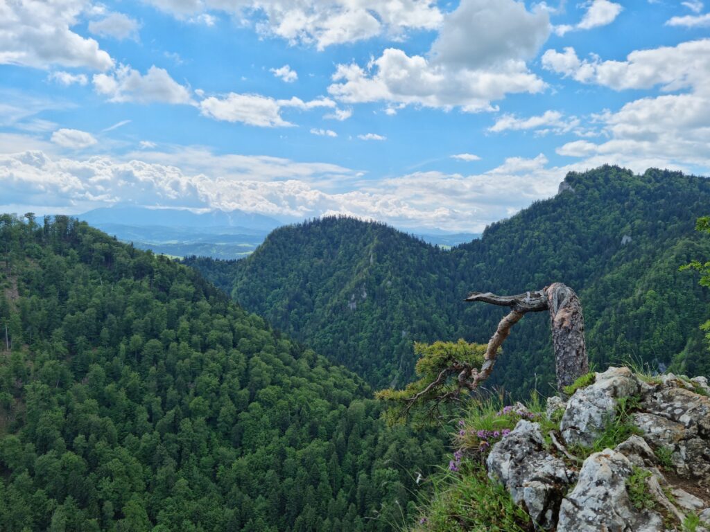 Widok na góry i reliktową sosnę z panoramą Tatr w tle