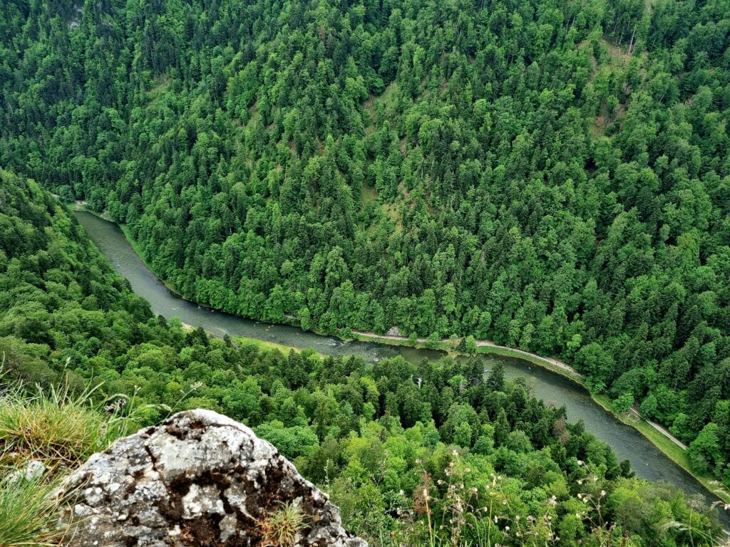 Widok na wijącą się rzekę Dunajec w otoczeniu górskich lasów.