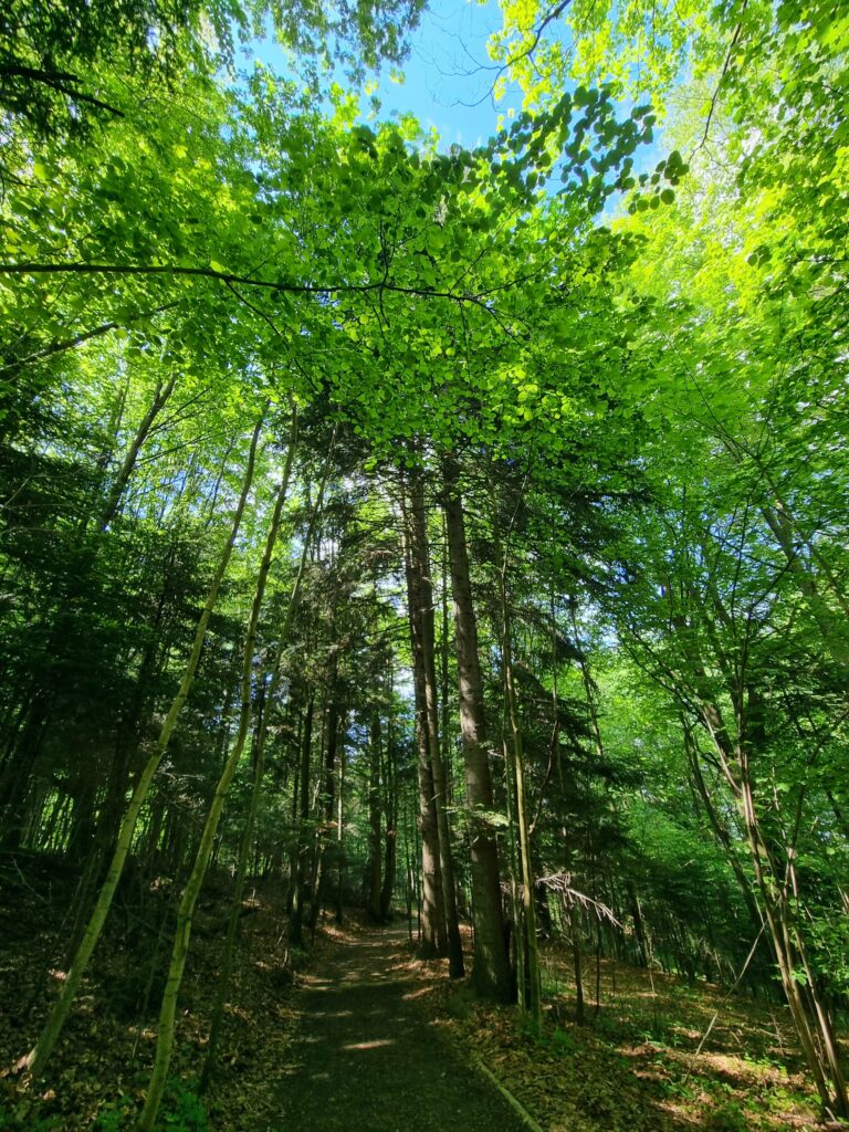 Leśna ścieżka w otoczeniu zielonych drzew pod niebieskim niebem