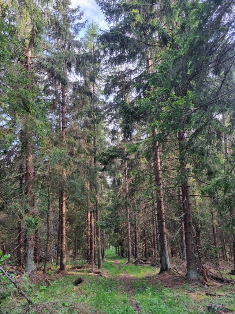 Zielony szlak prowadzący przez gęsty las świerkowy między Prosiecką a Kvačianską Doliną.