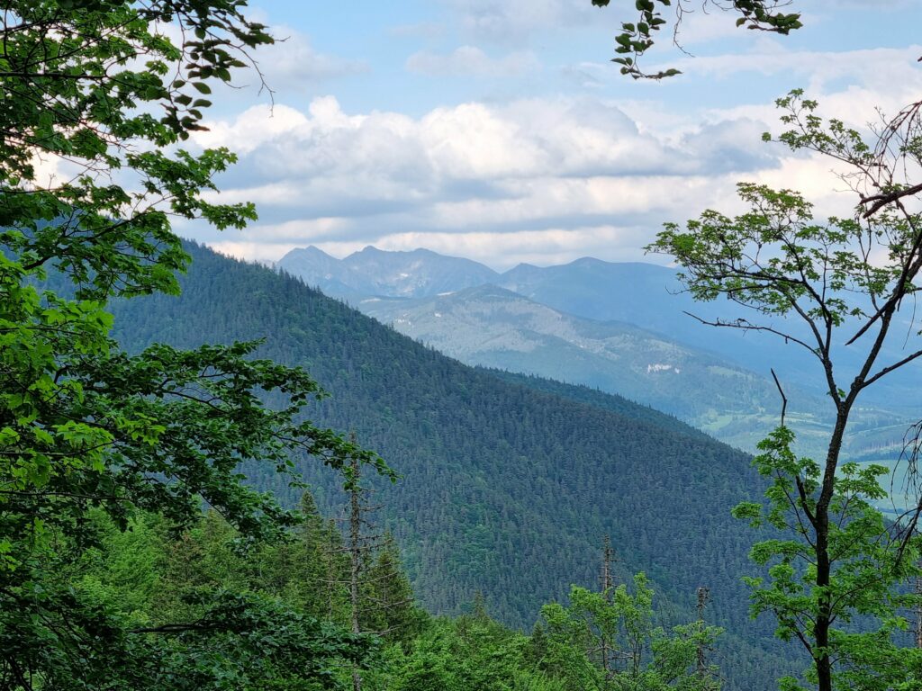 Tatry widziane zza zielonych koron drzew podczas zejścia z Lomné w stronę Prosieckiej Doliny
