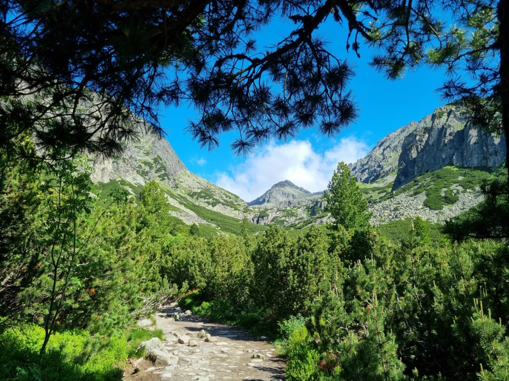 Kamienista ścieżka trekkingowa w Dolinie Młynickiej, otoczona kosodrzewiną i wysokimi, skalistymi szczytami Tatr Słowackich pod błękitnym niebem.