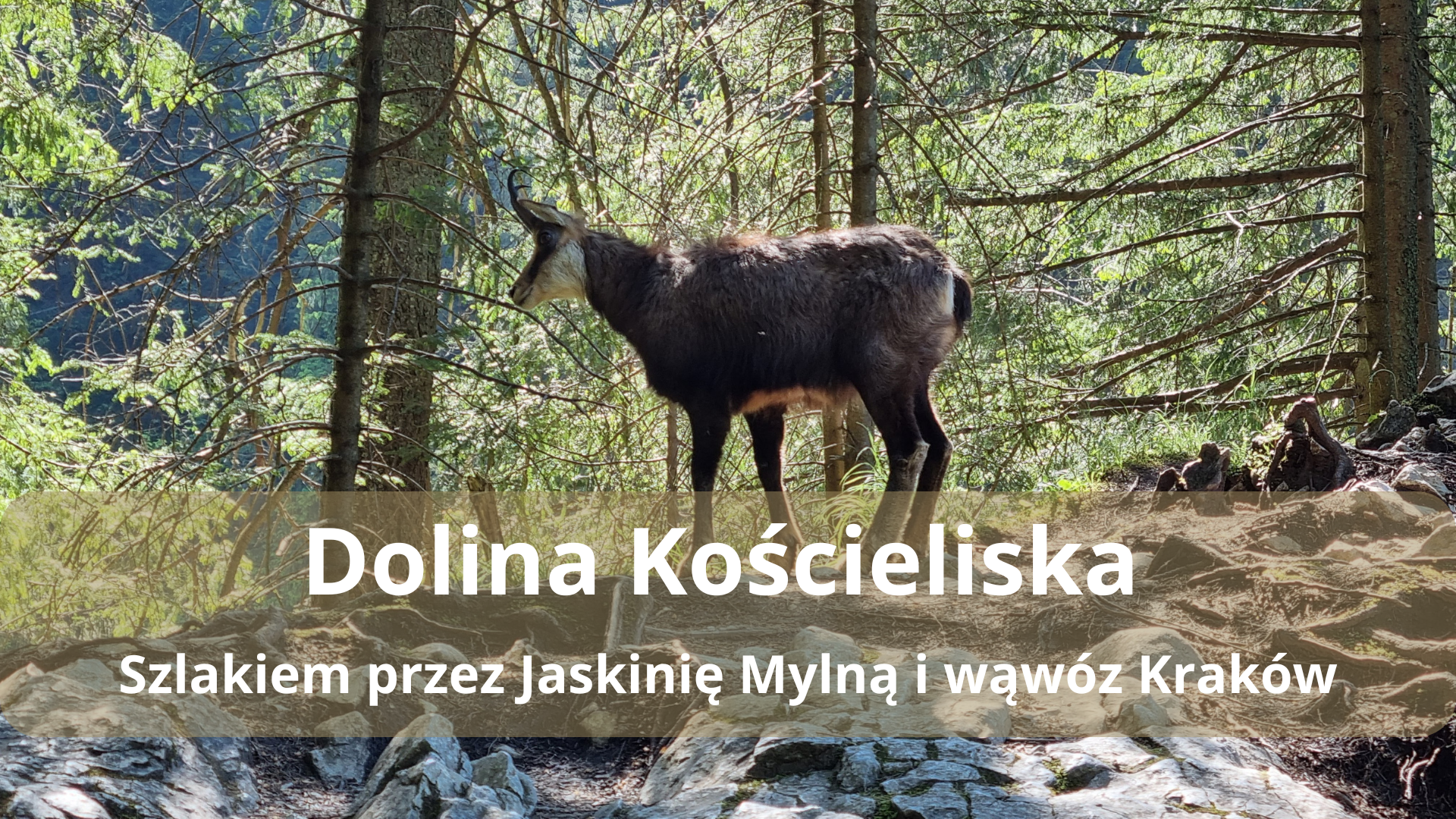 Jaskinia Mylna i wąwóz Kraków naszym szlakiem