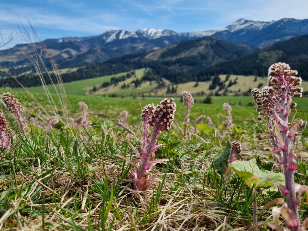 krokusy w Zubercu, krokusy Tatry Słowackie gdzie zobaczyć, romantyczny spacer w górach
