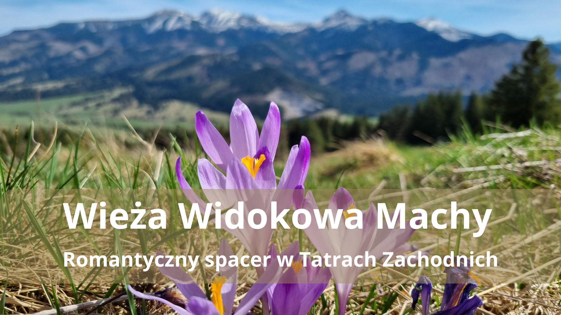 Wieża Widokowa Machy w Zubercu – krokusy, widoki i romantyczny spacer w Tatrach Zachodnich
