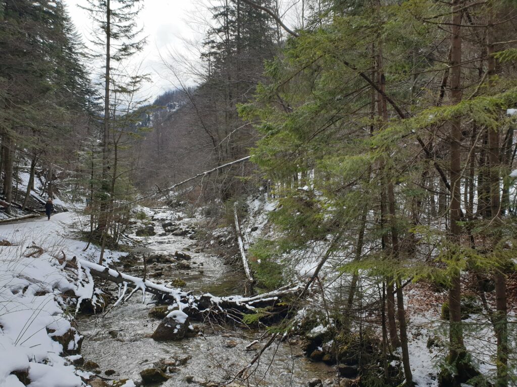 Szeroka szutrowa ścieżka w Dolinie Strążyskiej biegnąca wzdłuż Potoku Strążyskiego, dostępna dla wózków.