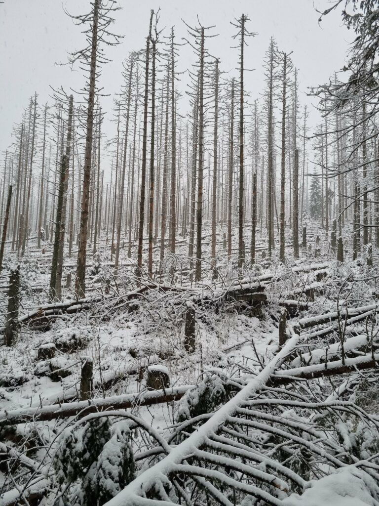 Martwe pnie świerków i powalone drzewa przysypane śniegiem w tatrzańskim lesie zimą.