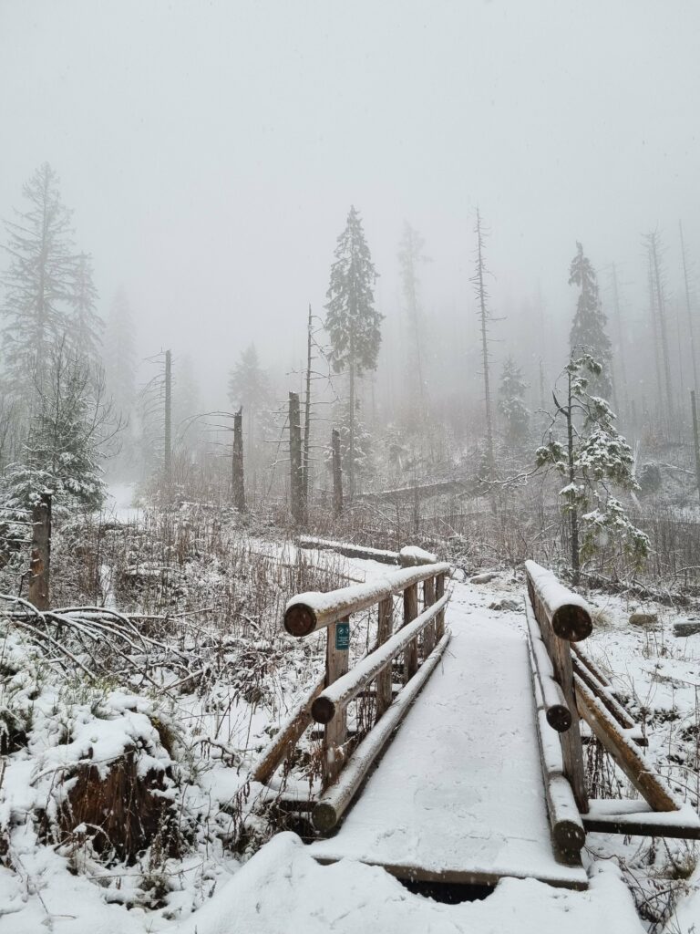 Ośnieżony drewniany mostek na szlaku turystycznym prowadzącym przez mglisty las na Kopieniec.