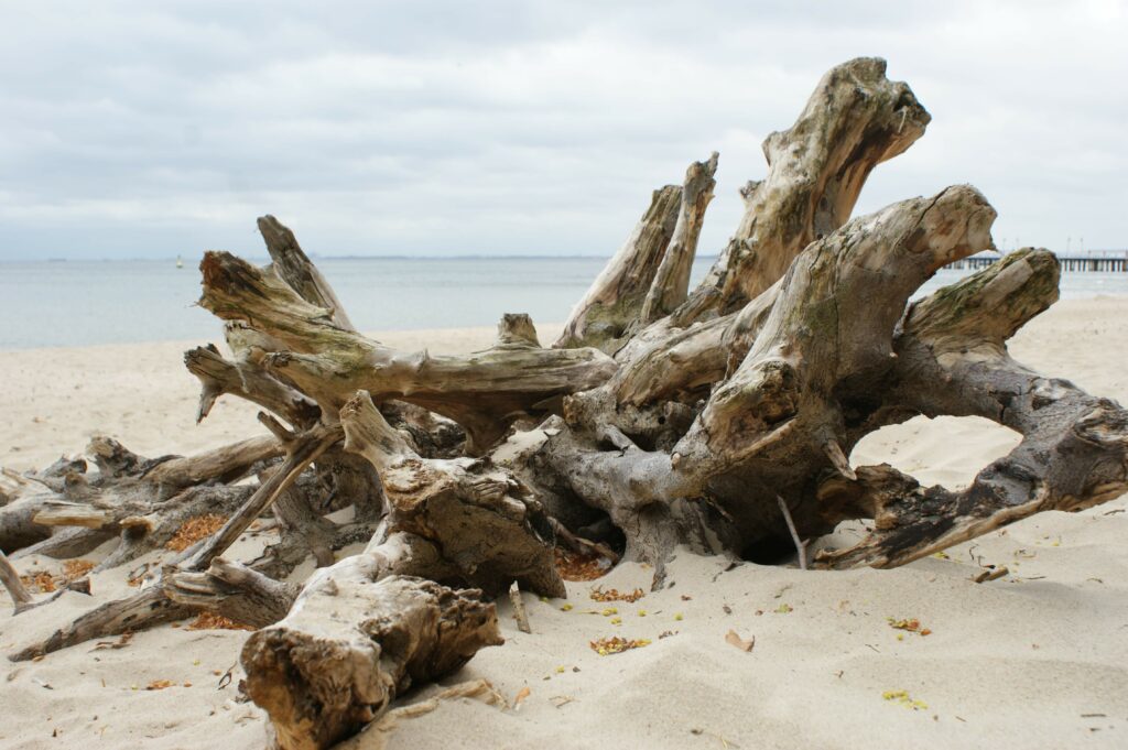 Duży, wyrzucony przez morze korzeń drzewa na piaszczystej plaży w Gdyni.