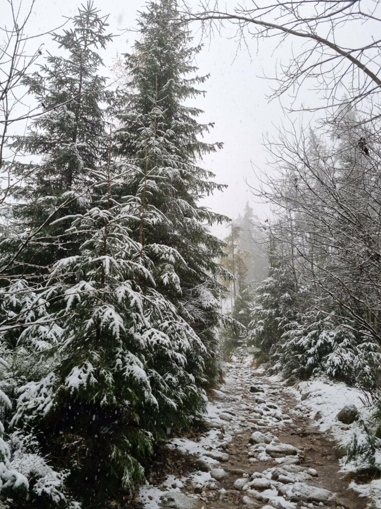 Kamienista ścieżka leśna lekko przyprószona śniegiem biegnąca między wysokimi świerkami w Tatrach.