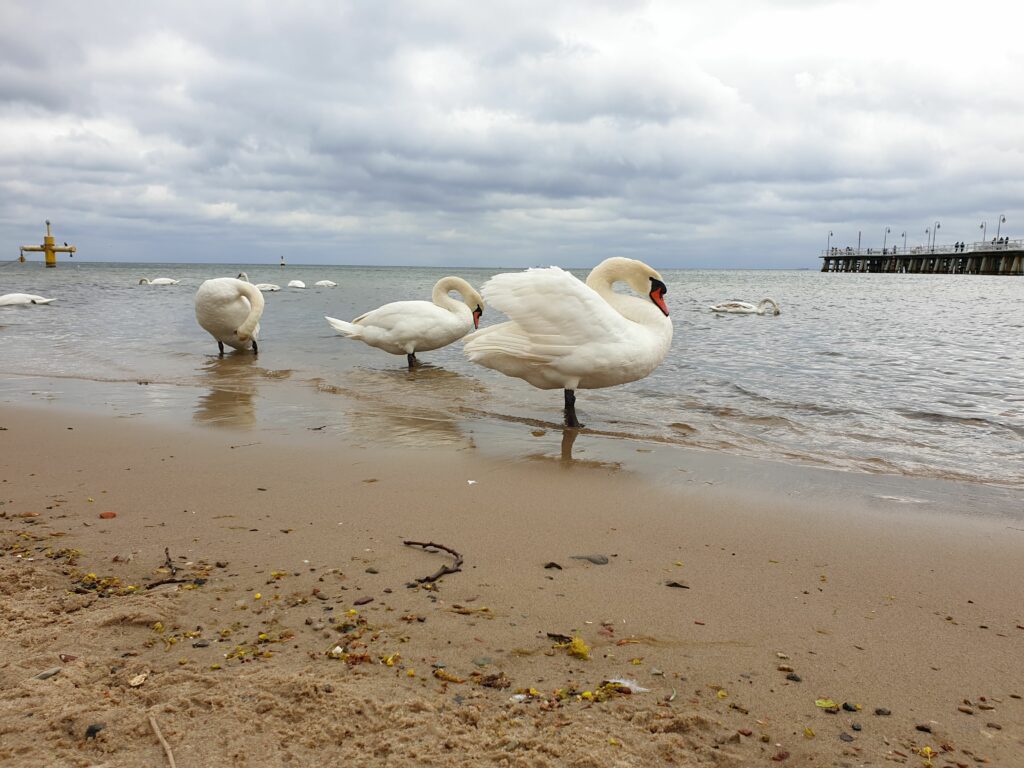 Białe łabędzie na brzegu i w wodzie na plaży w Gdyni Orłowie z molem w tle.