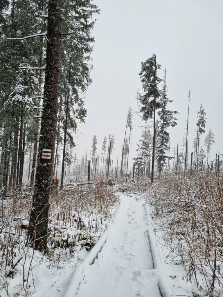Wejście na zielony szlak na Kopieniec z Toporowej Cyrhli w zimowej scenerii.