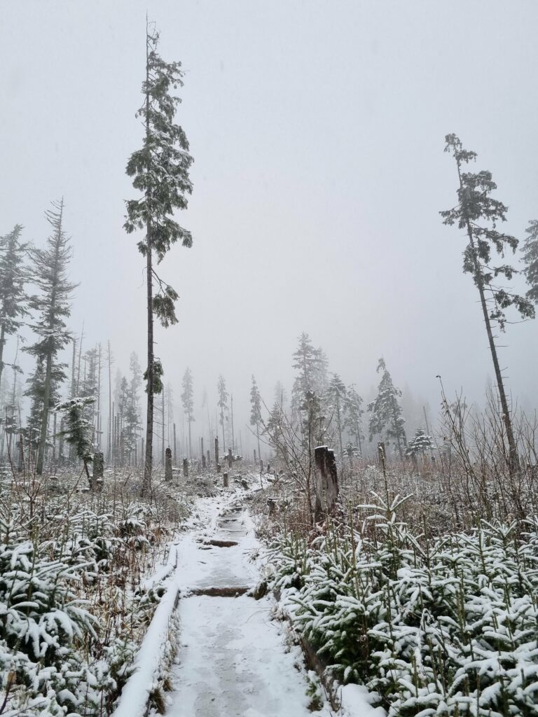 Ośnieżona ścieżka w lesie świerkowym podczas podejścia na Kopieniec Wielki.