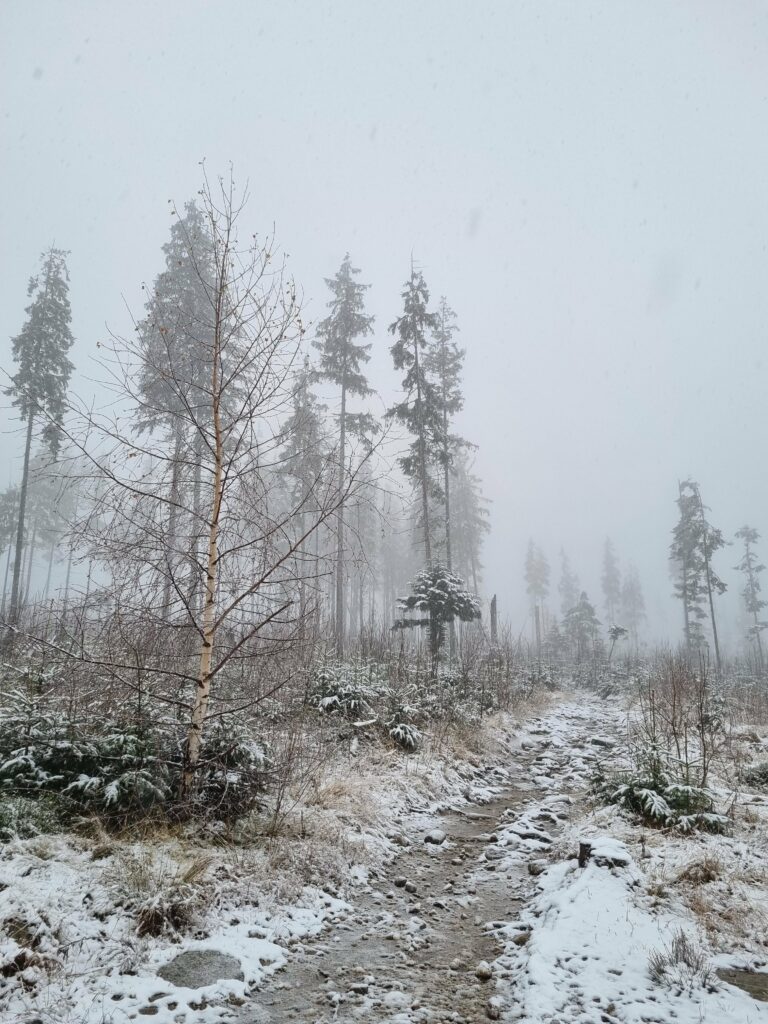 Błotnista i częściowo ośnieżona ścieżka górska w Tatrach prowadząca przez rzadki las i młodniki we mgle i podczas opadów śniegu.