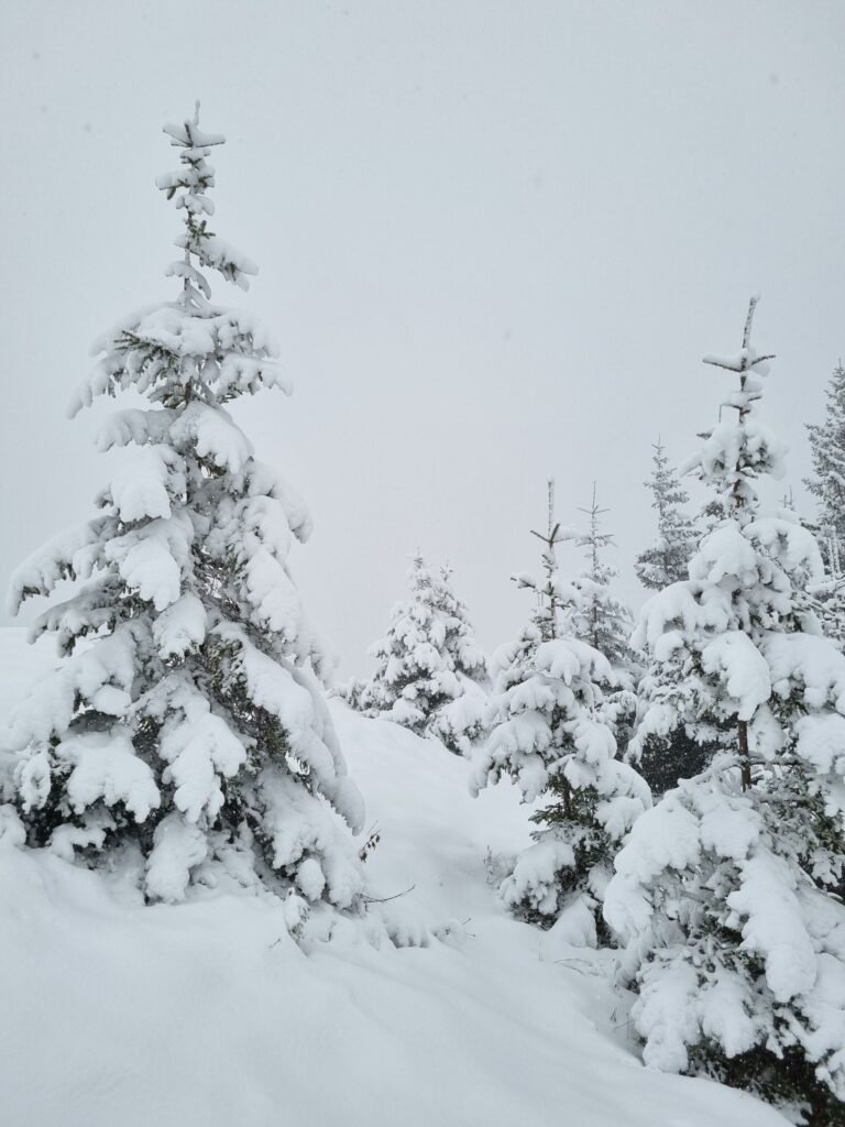 Młode świerki całkowicie pokryte śniegiem tworzące białe, zimowe formy na zboczu góry.