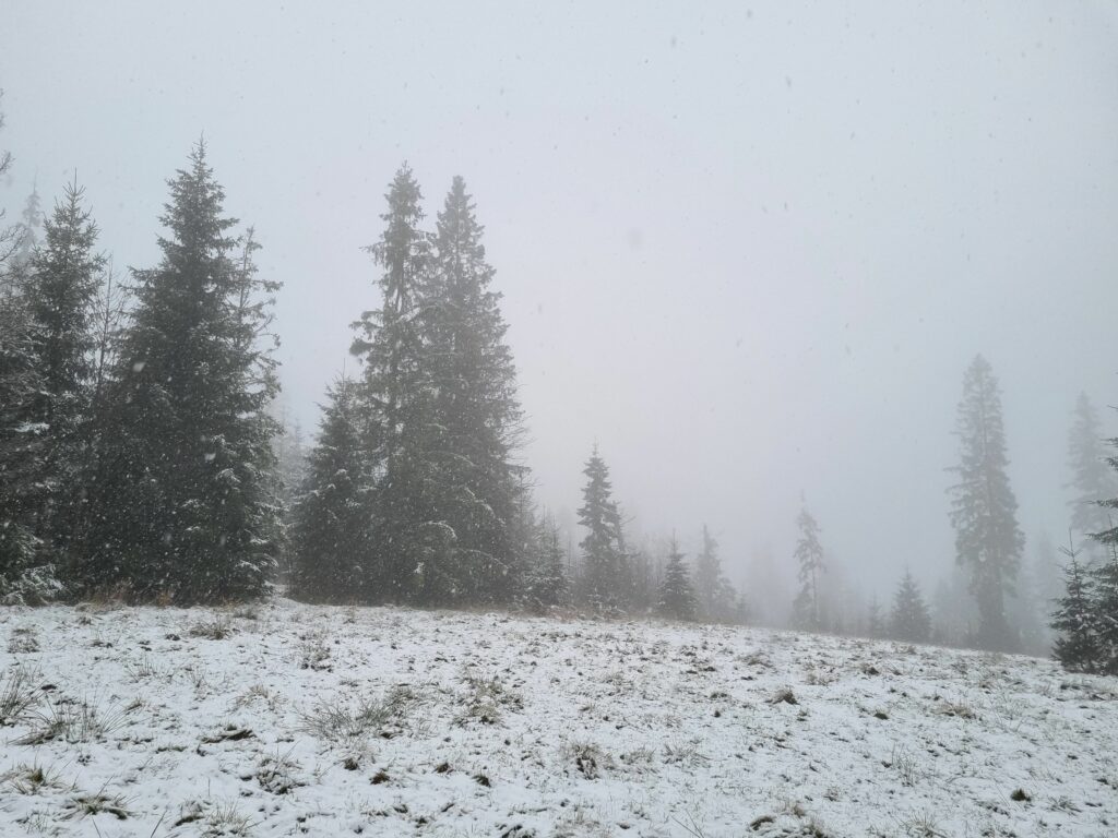 Skraj lasu świerkowego i ośnieżona polana w Tatrach spowita gęstą zimową mgłą.