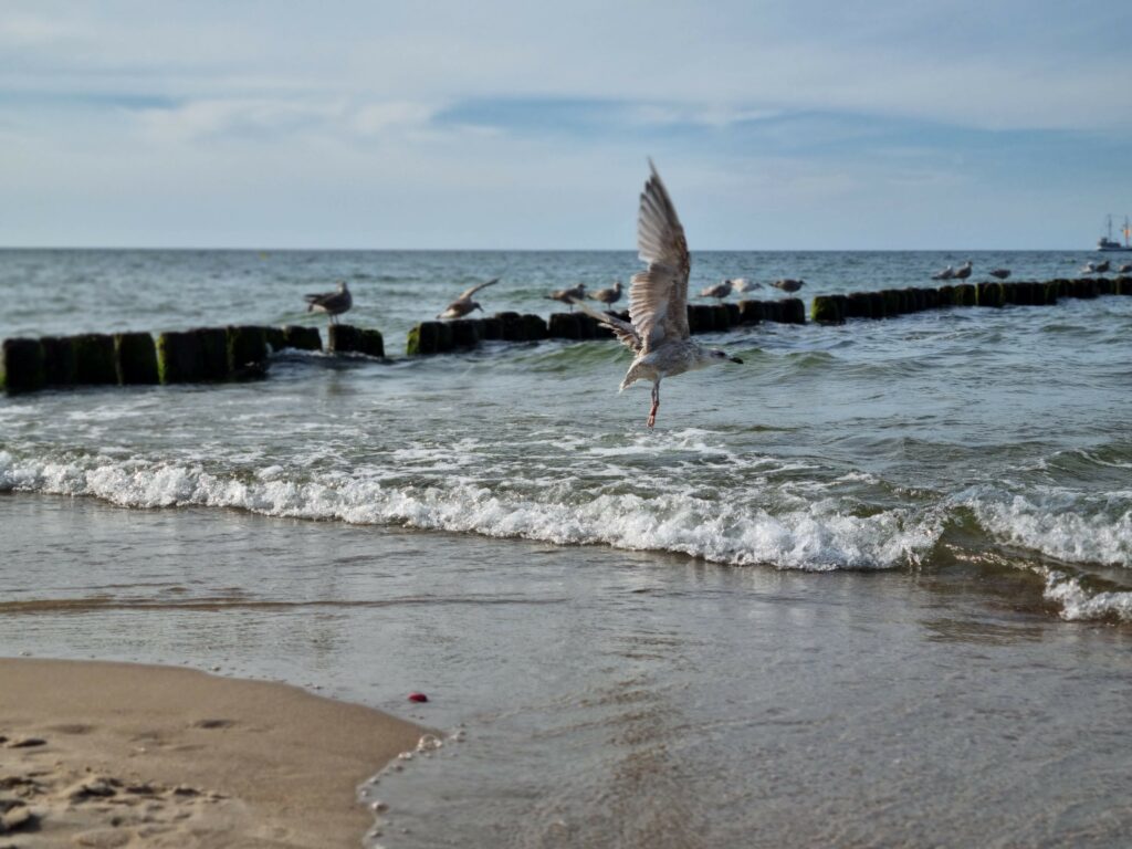 Drewniane falochrony wbite w piaszczystą plażę nad Bałtykiem w towarzystwie mew