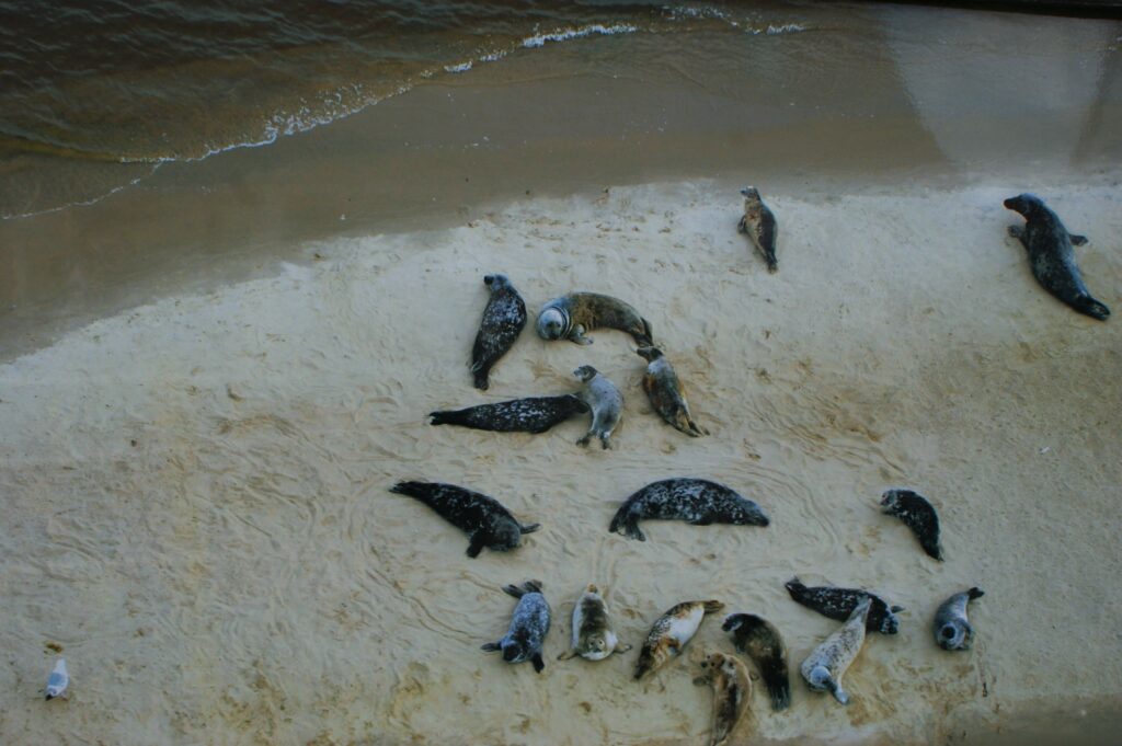 Foka szara wynurzająca się z wody w helskim fokarium na terenie Stacji Morskiej.