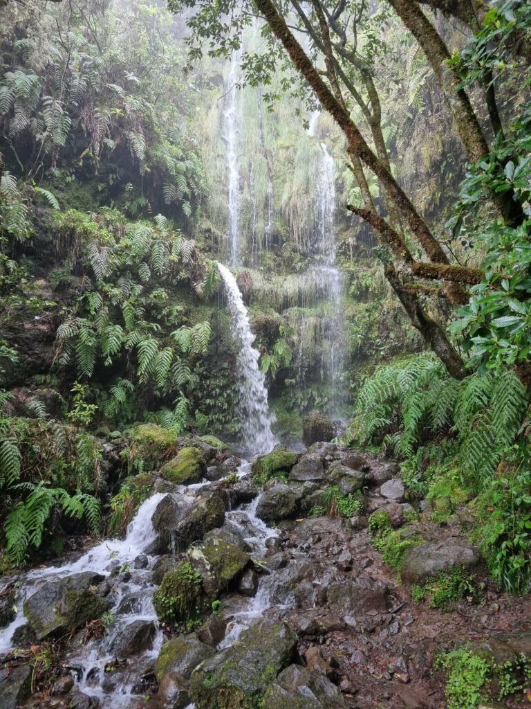 Niewielki, kaskadowy wodospad płynący po bazaltowych skałach w gęstym, maderskim lesie Laurissilva.
