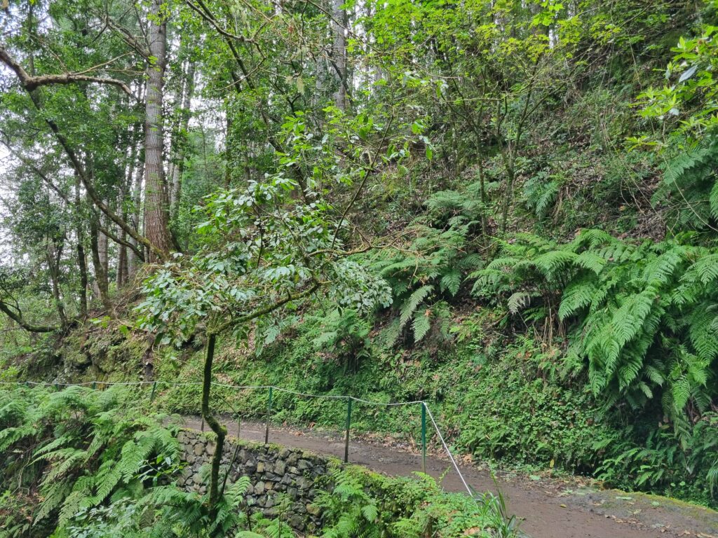 Soczyście zielony las wawrzynolistny Laurissilva otaczający szlak Vereda dos Balcões.