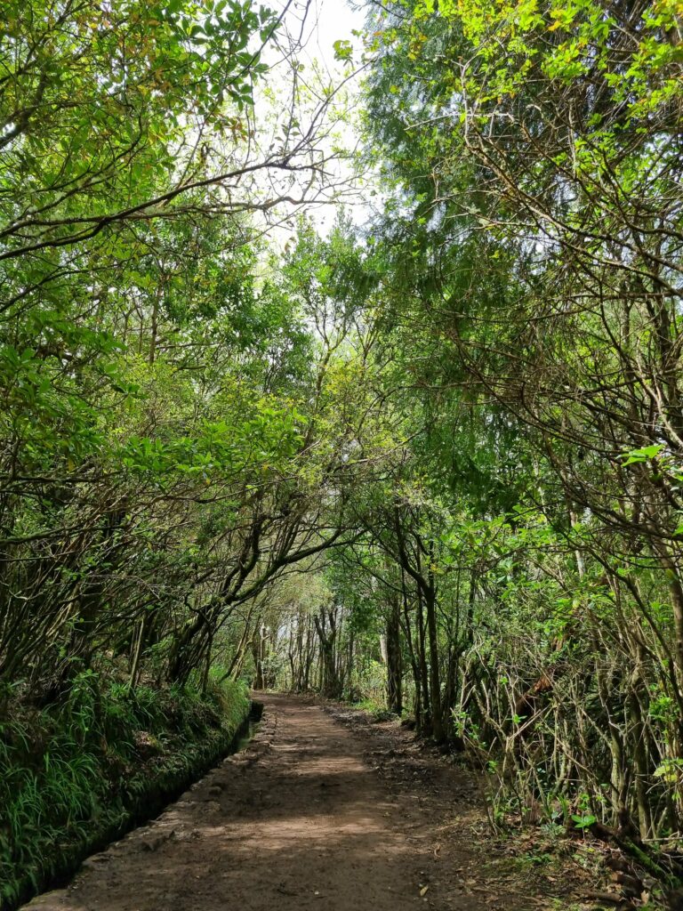 Ścieżka trekkingowa prowadząca przez prastary, mglisty las wawrzynolistny Laurissilva na Maderze.