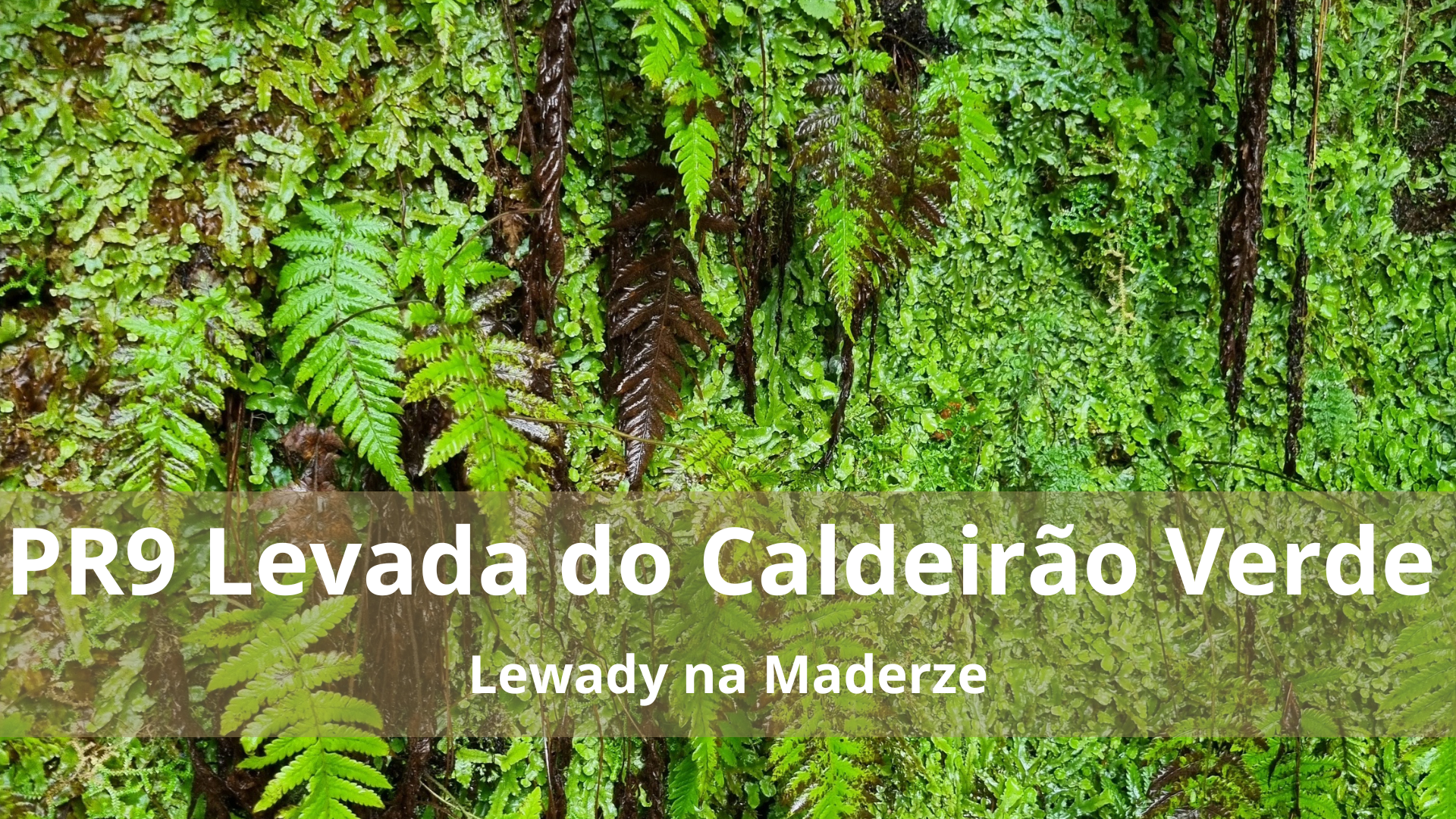 Lewady na Maderze: Levada do Caldeirão Verde (PR9) – opis szlaku