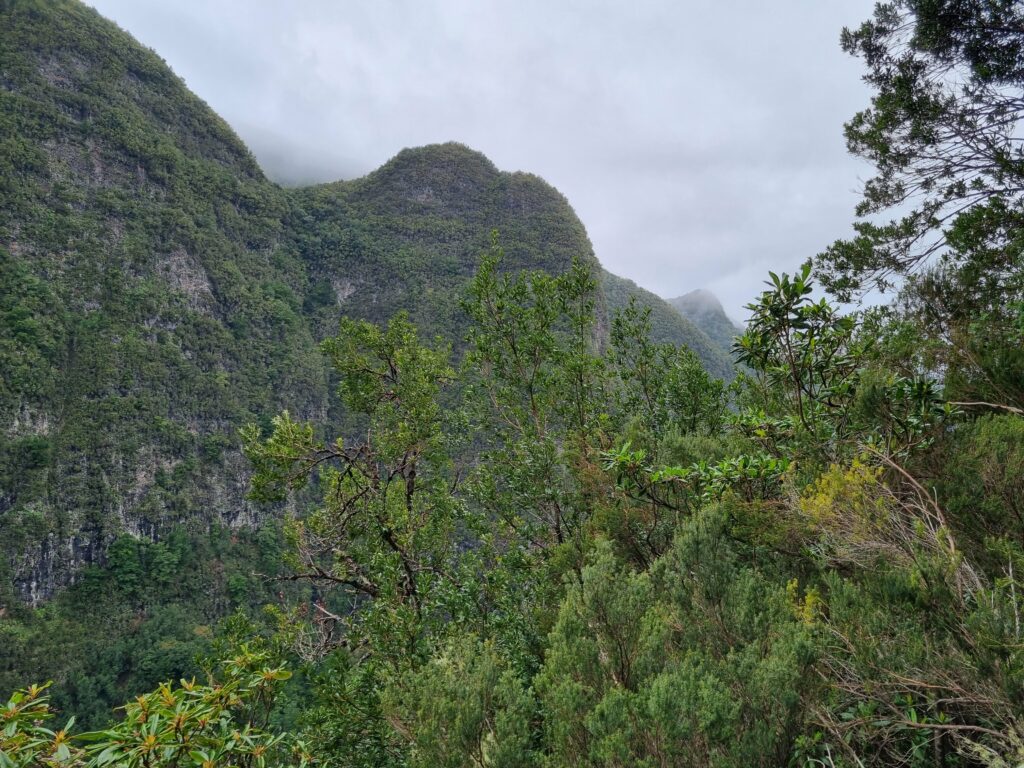 Widok na góry otoczone gęstą, zieloną roślinnością lasu wawrzynolistnego na Maderze.