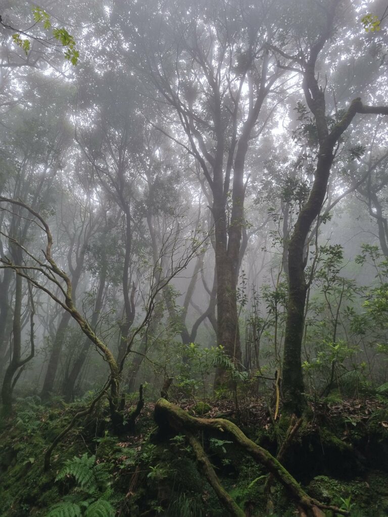 Gęsta mgła spowijająca prastary las wawrzynolistny na szlaku lewady Caldeirão Verde na Maderze.