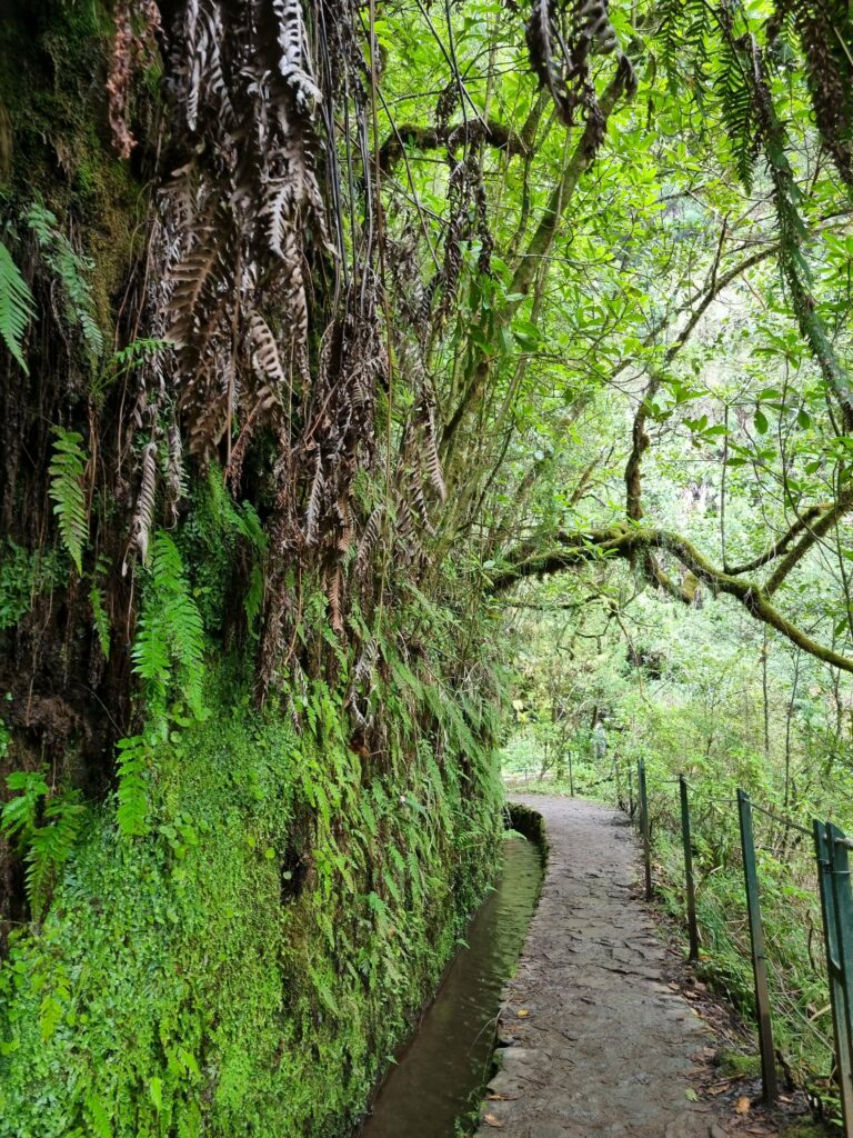 Ogromne zielone paprocie i zwisające pnącza nad kanałem wodnym lewady na szlaku Caldeirão Verde.