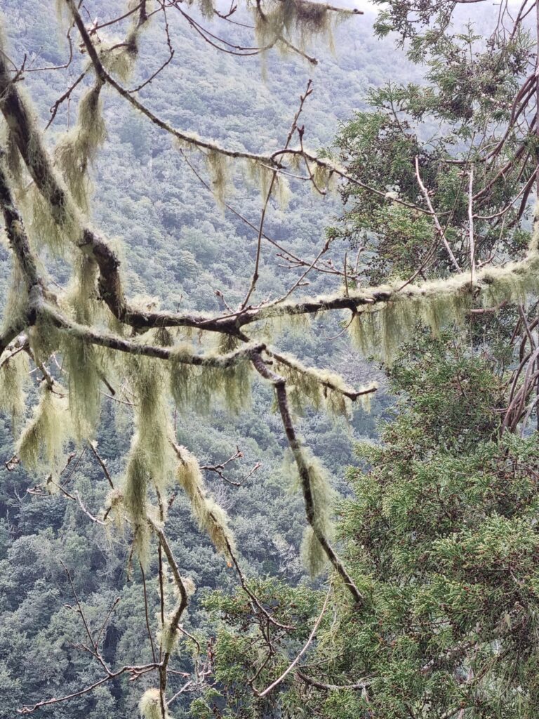 Gałęzie drzew gęsto pokryte zwisającymi porostami na tle mglistego lasu wawrzynolistnego przy szlaku PR11 na Maderze.