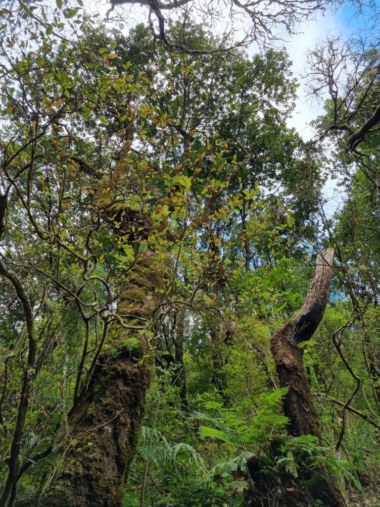 Gęsty, prastary las wawrzynolistny, którego pnie i gałęzie gęsto pokrywa mech, na trasie PR11 na Maderze.