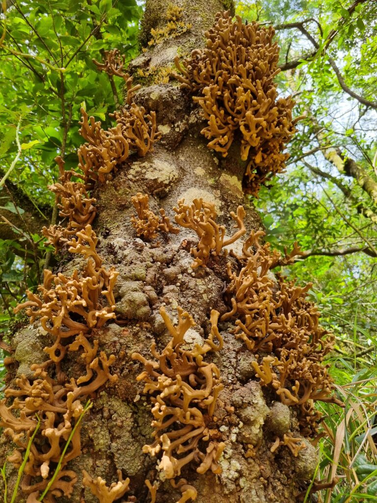 Zbliżenie na pień prastarego drzewa wawrzynowego pokryty koralową, brązową naroślą w lesie na Maderze.