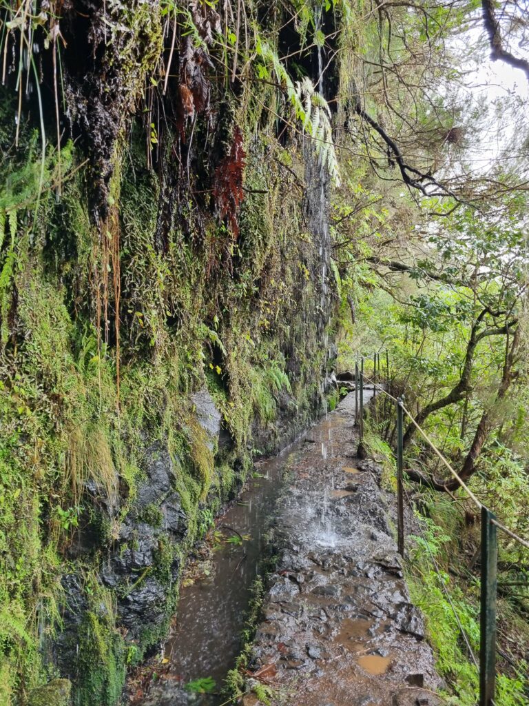 Mokra i miejscami lekko błotnista ścieżka na szlaku Levada do Caldeirão Verde otoczona mchem.