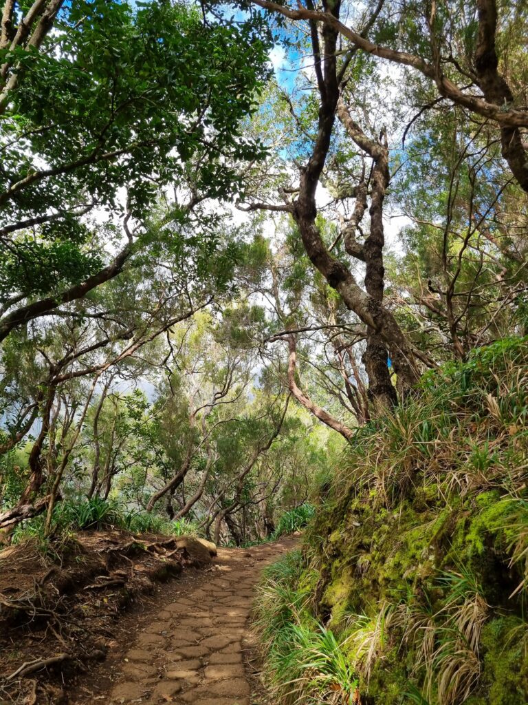Równa ścieżka spacerowa biegnąca tuż obok tradycyjnego kanału z wodą na szlaku Vereda dos Balcões na Maderze.