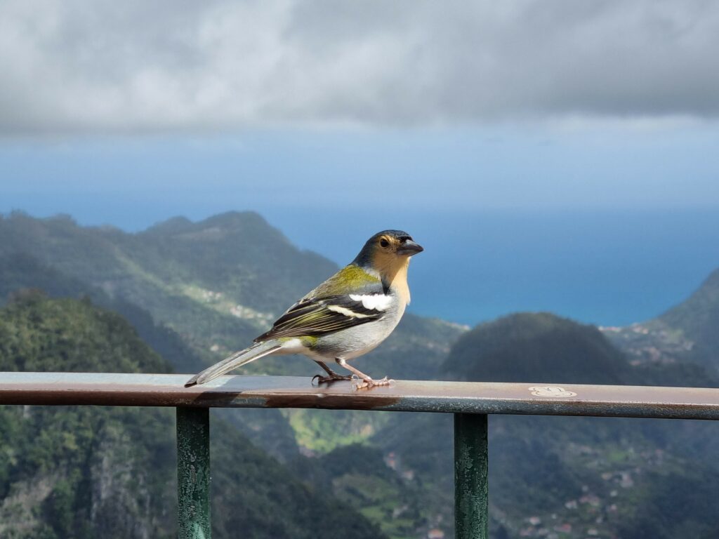 Kolorowa zięba maderska siedząca na barierce i jedząca ziarna podczas spaceru na Maderze.