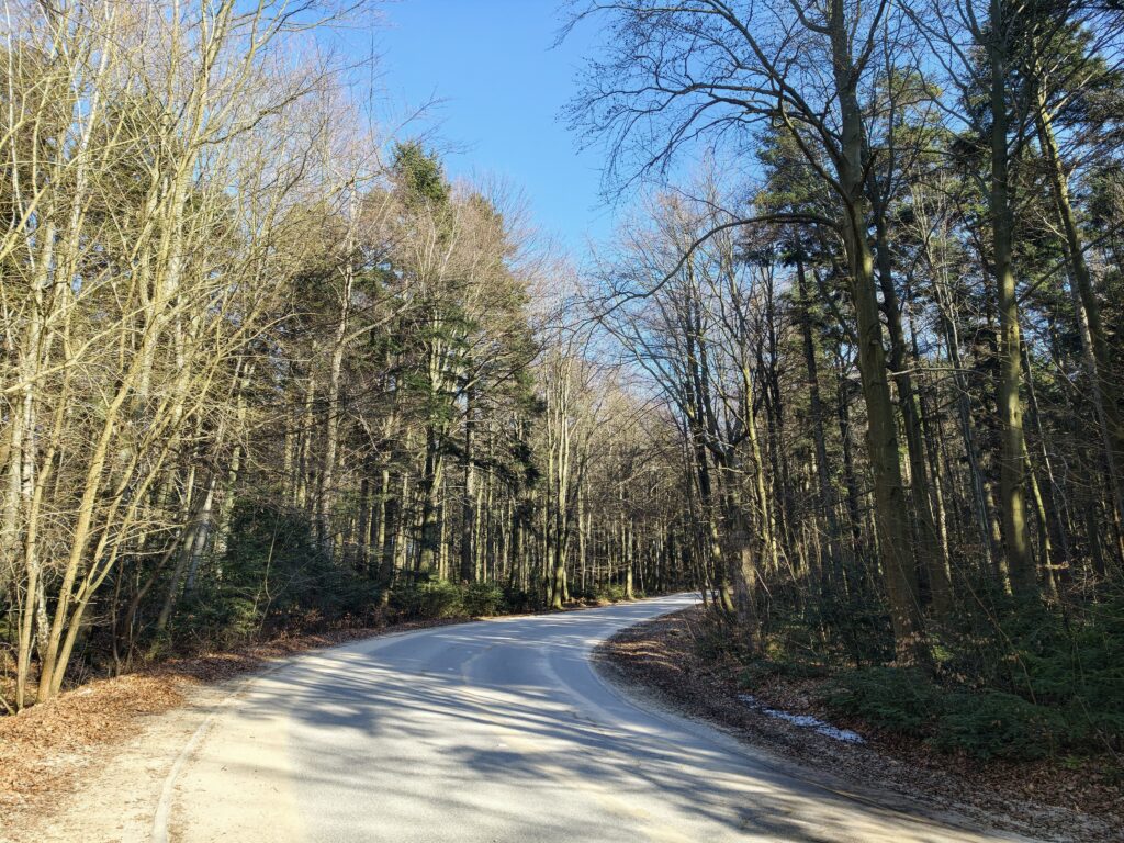 Szeroka, asfaltowa droga prowadząca przez Puszczę Jodłową na Łysą Górę