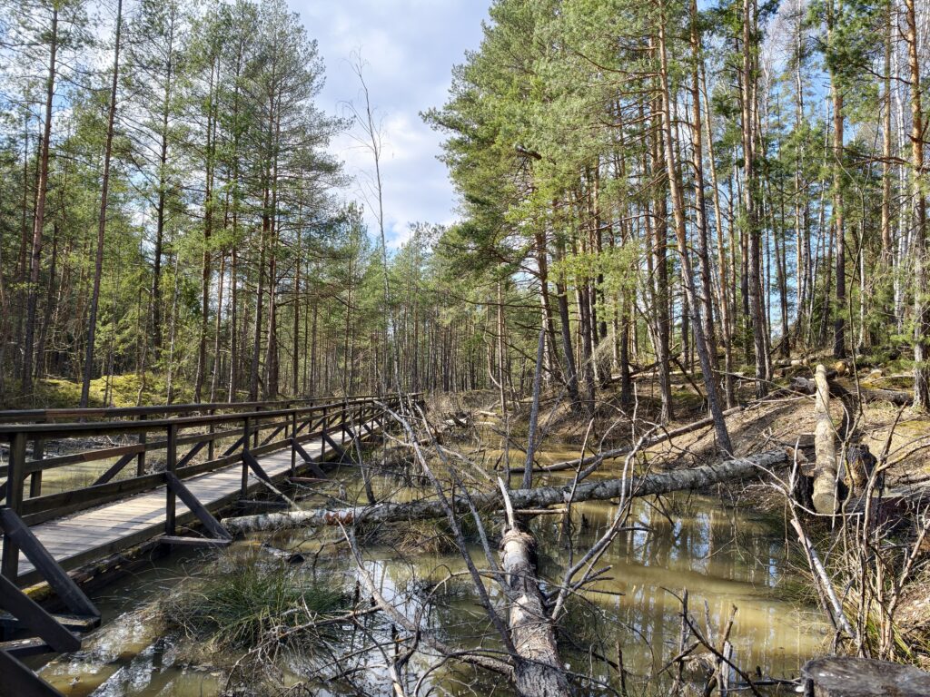 Drewniana kładka turystyczna prowadząca przez podmokły, gliniasty teren w leśnym rezerwacie Gagaty Sołtykowskie.