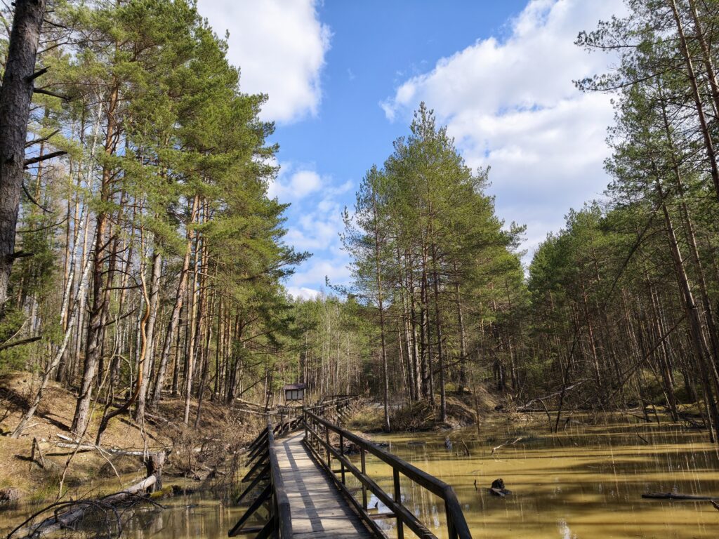 Łatwy szlak turystyczny prowadzony po drewnianych kładkach nad podmokłym terenem w Gagatach Sołtykowskich.