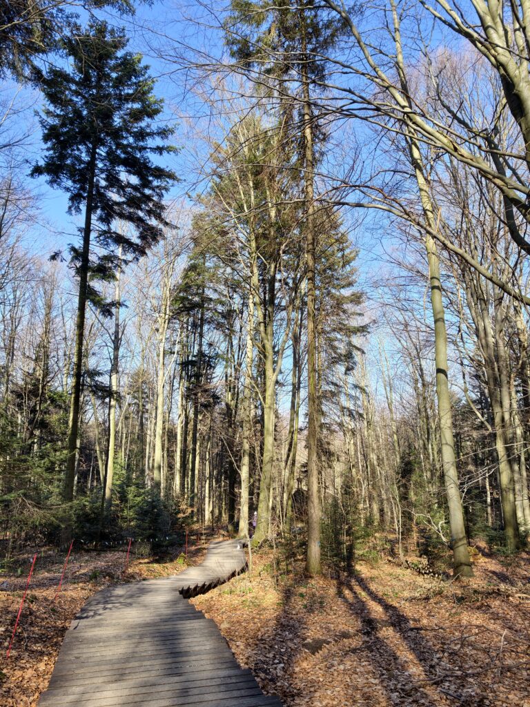 Drewniana kładka turystyczna na początkowym, łagodnym odcinku czerwonego szlaku przez Puszczę Jodłową na Łysicę.