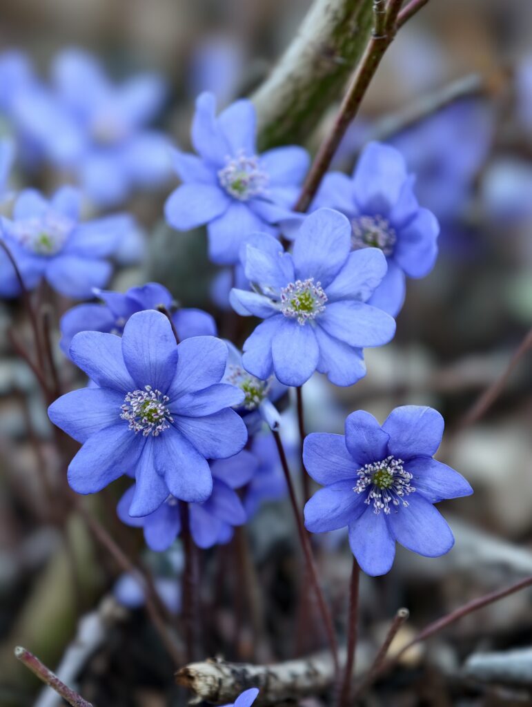 Drobne, wiosenne fioletowe kwiaty rosnące w trawie tuż obok ścieżki na szlaku prowadzącym na Miedziankę.