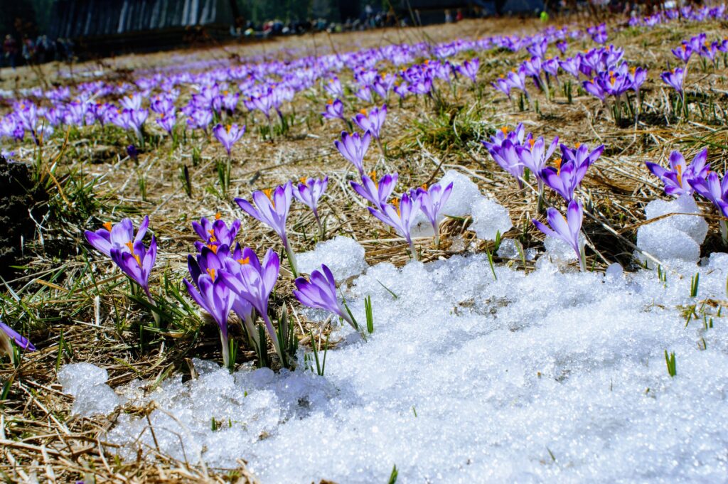Wiosenny krajobraz Doliny Chochołowskiej w Tatrach – najpopularniejsze miejsce, gdzie na krokusy warto wybrać się o świcie.
