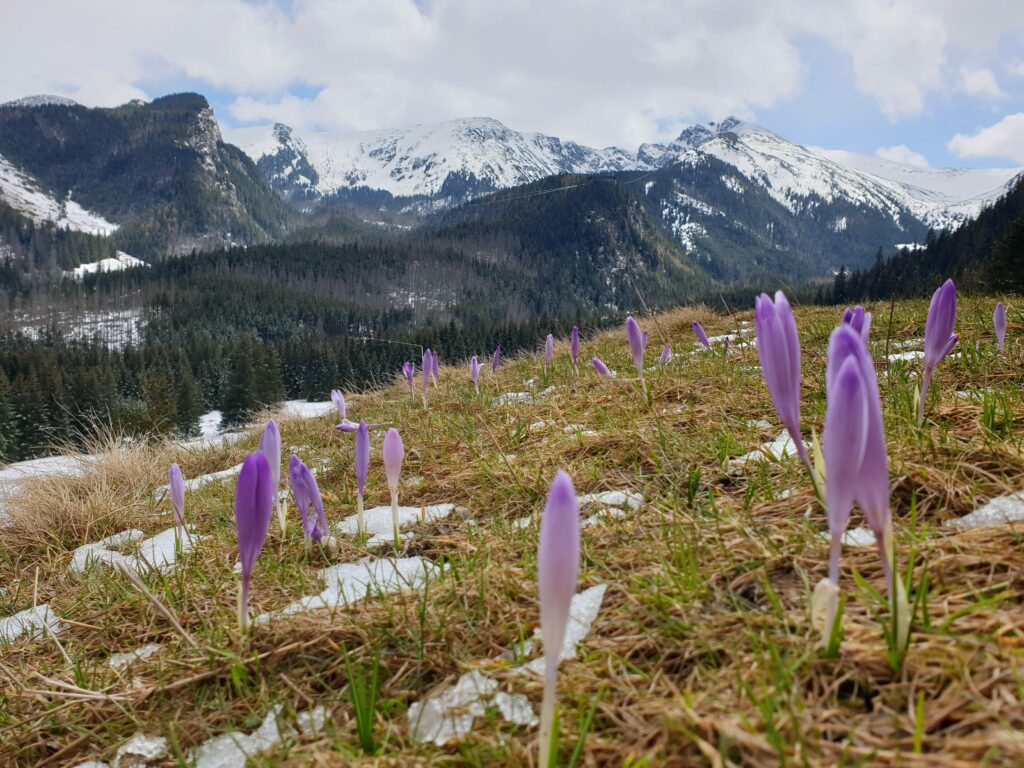 Fioletowe krokusy kwitnące na Polanie Kalatówki w Tatrach na tle gór.