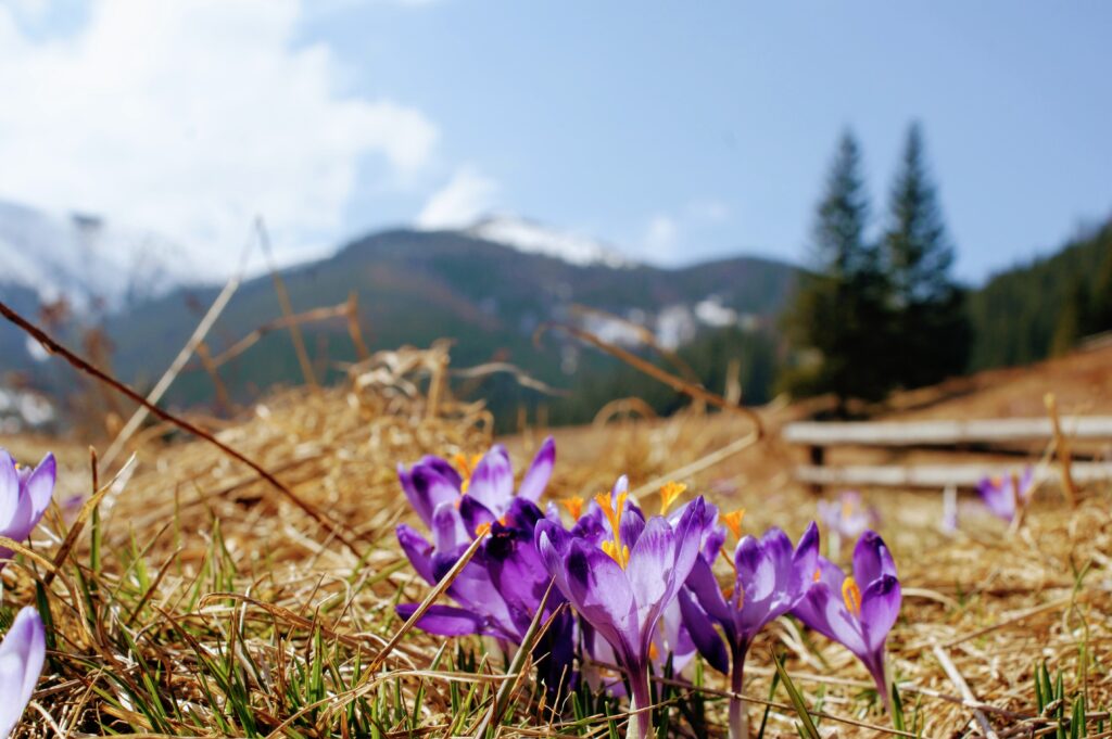 Szukając miejsca, gdzie na krokusy w Tatrach, najczęściej wybieramy fioletowe dywany w Dolinie Chochołowskiej.