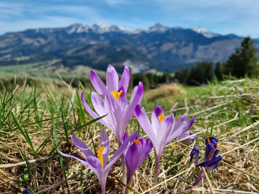 Kwitnące krokusy u stóp Rohaczy w Zubercu, słowacka część Tatr Zachodnich