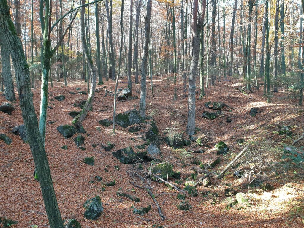 Leśna droga prowadząca z parkingu do pawilonu wejściowego Jaskini Raj w miejscowości Dobrzączka.