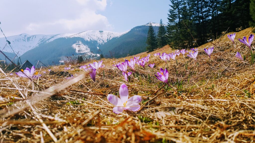 Wiosenne krokusy w Tatrach – słynna Polana Chochołowska pełna fioletowych kwiatów